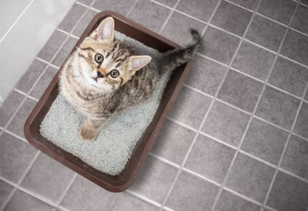 cat sitting in cat litter deodorized with baking soda