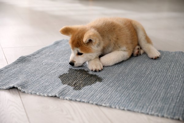 Akita puppy sitting indoors beside a small mess on a rug with an innocent expression.