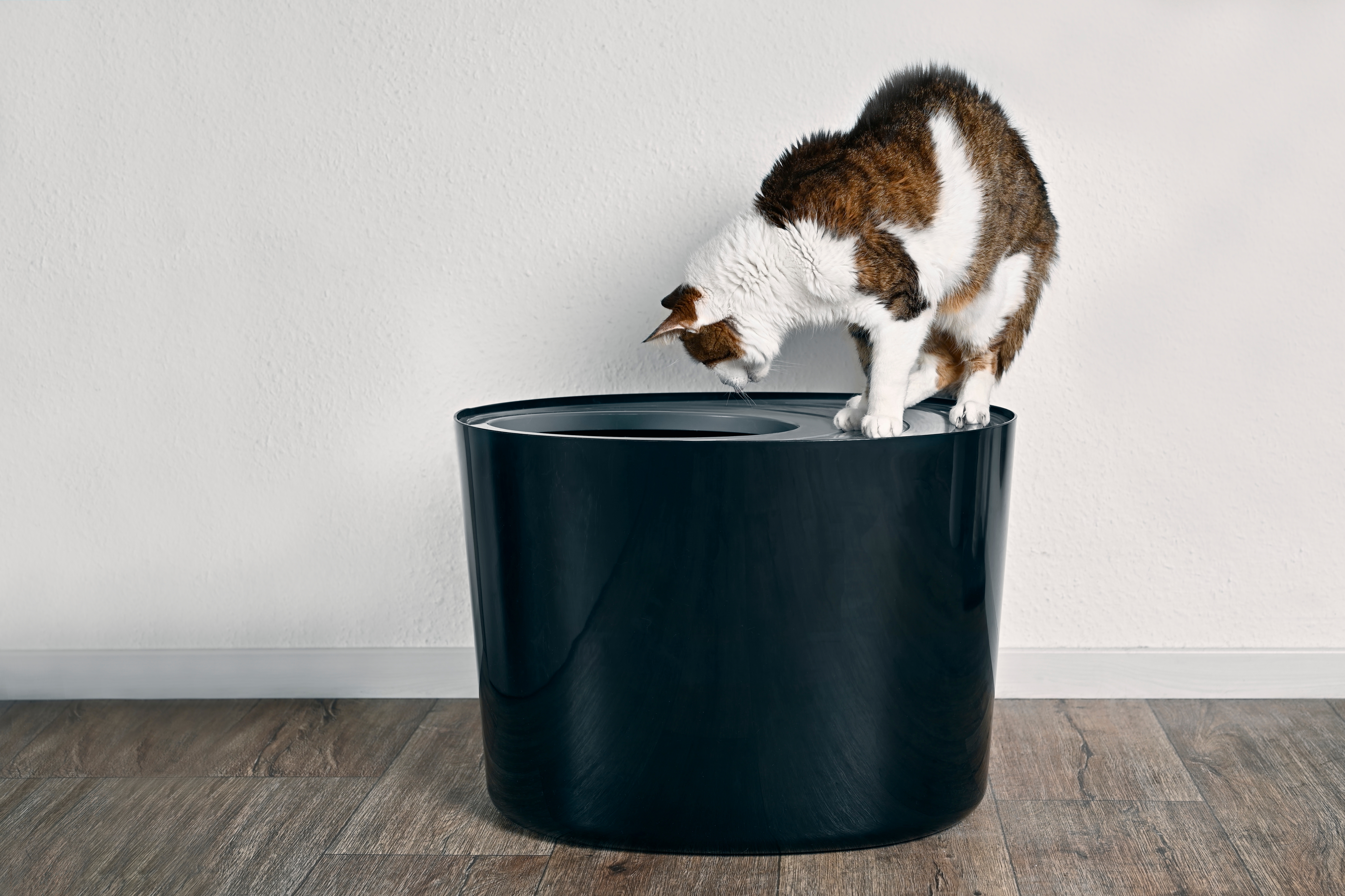 How to Stop Cat Litter Tracking, Top Entry Litter Box