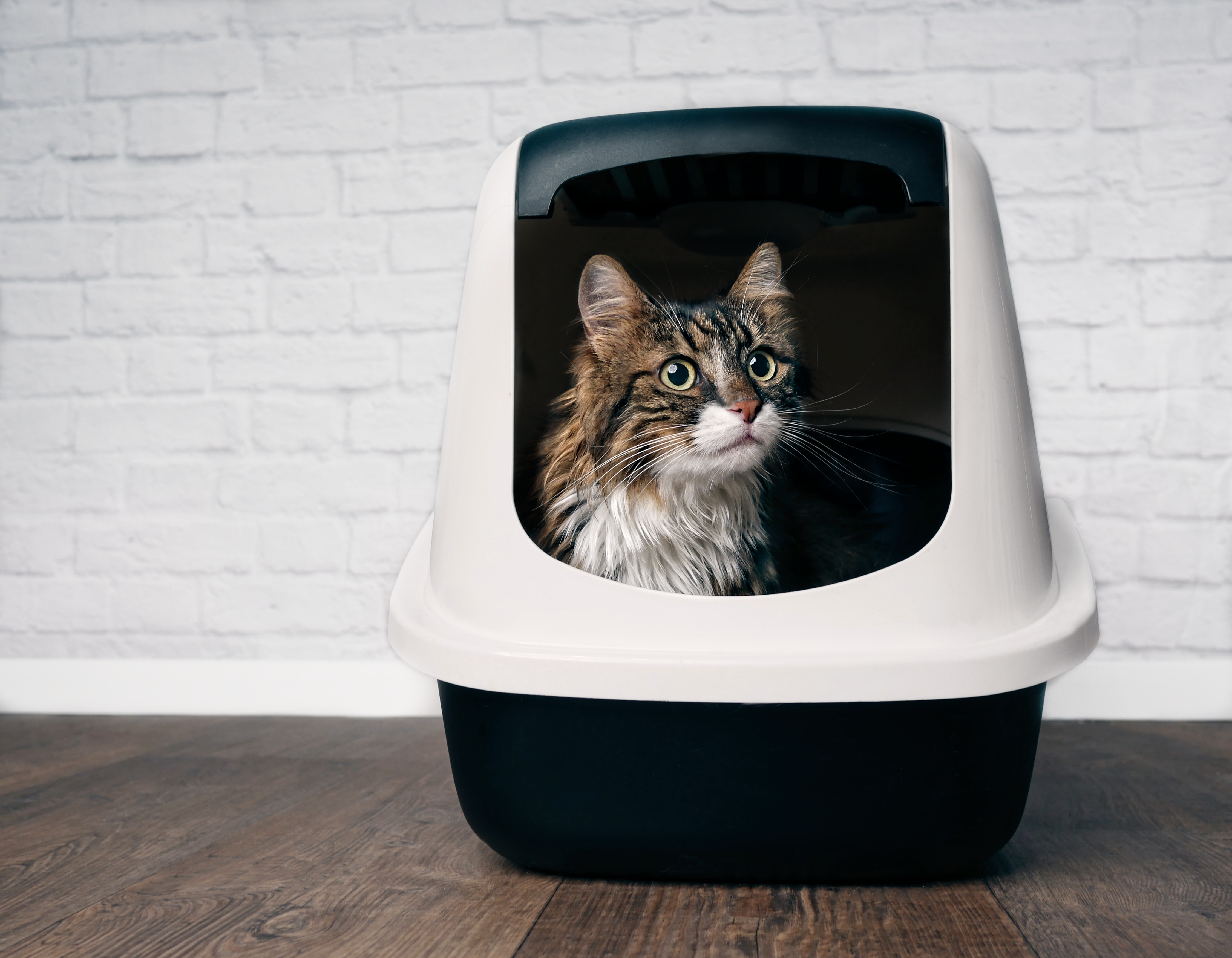is a front entry or top entry litter box better