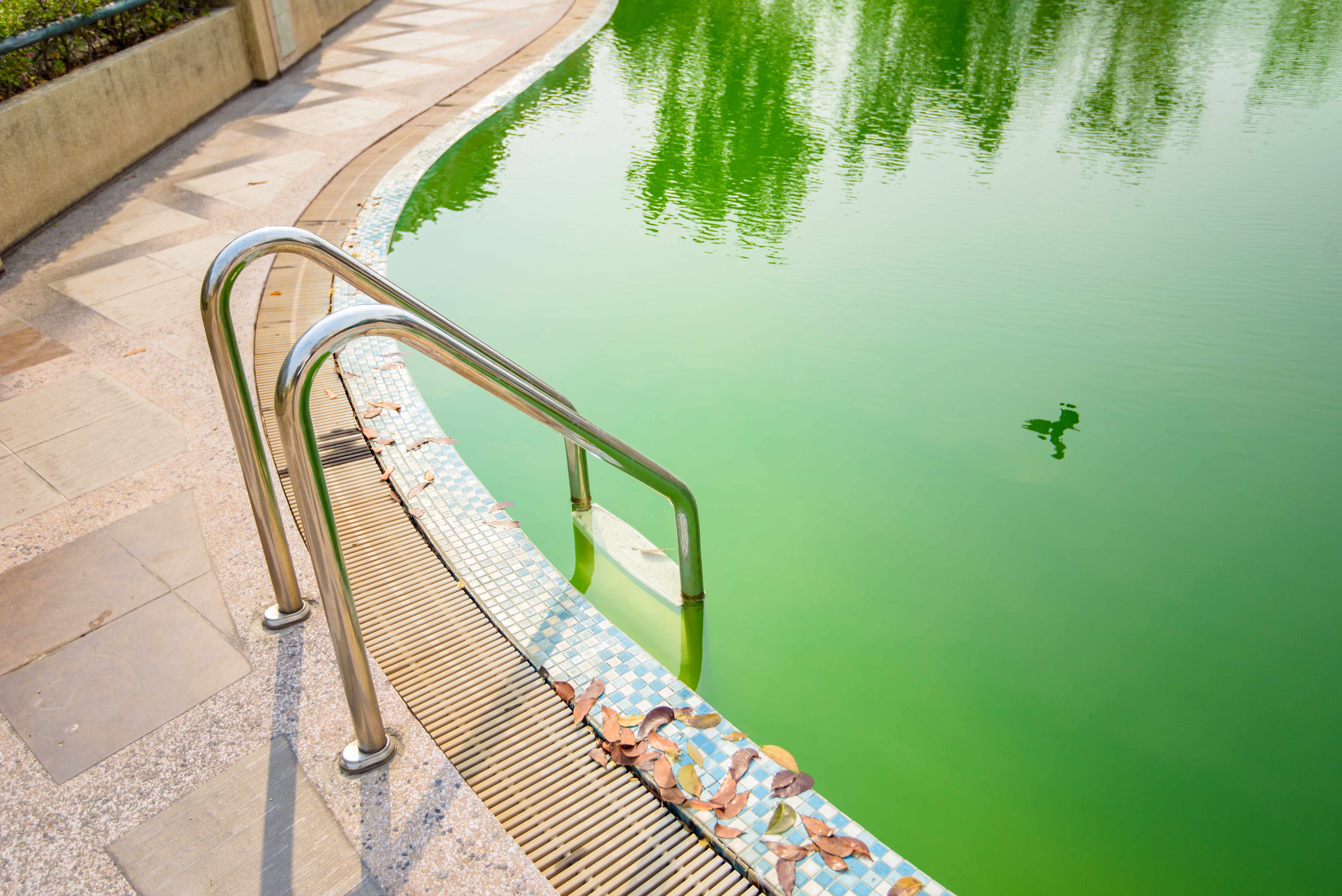 Why is my Pool Green and How to Fix It | ARM & HAMMERâ¢