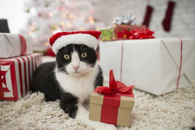 Gift Ideas for Cats & Cat Lovers | ARM & HAMMER™ Cat Litter