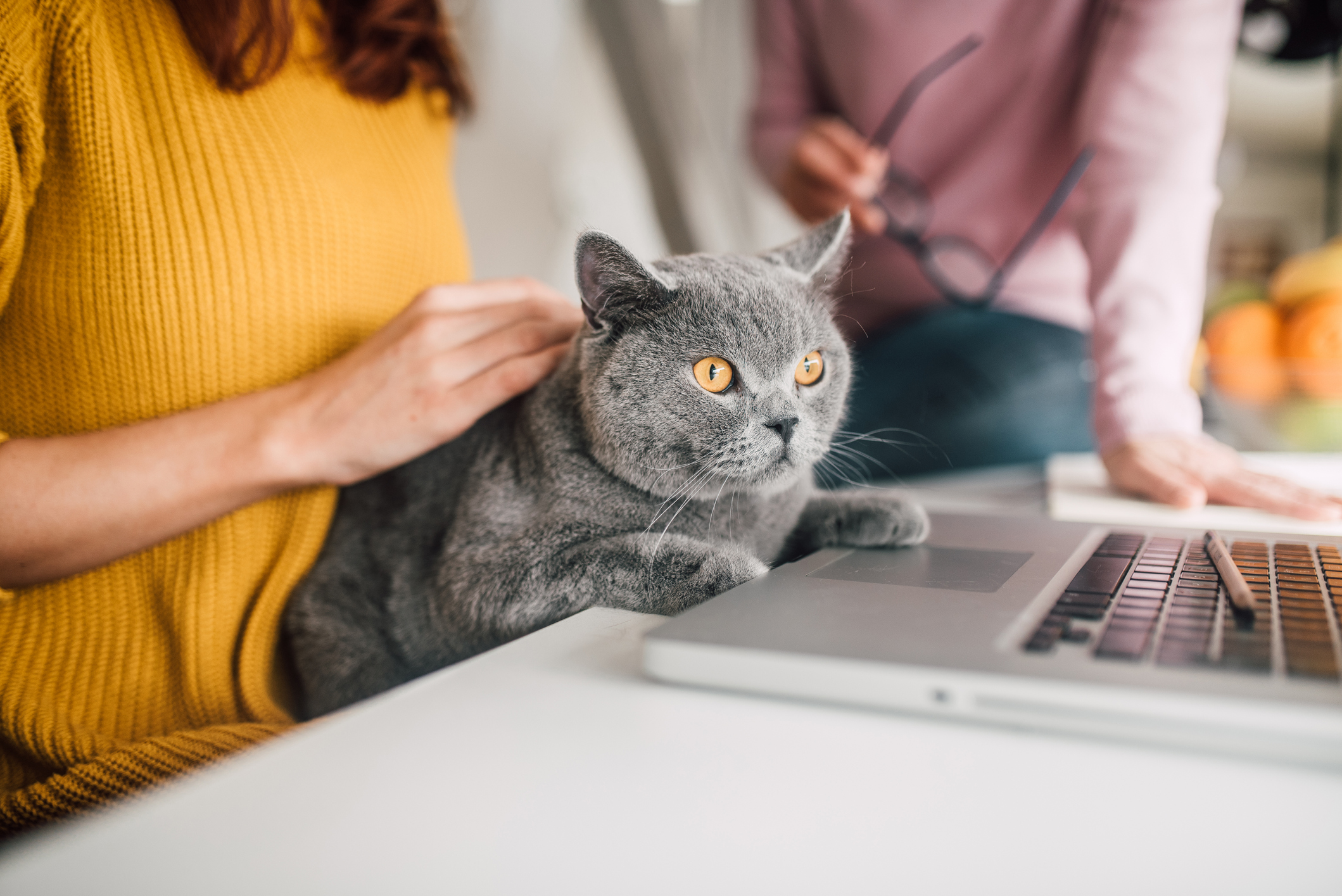 Work from home hack to make your cat think it can distract you, is a  must-watch