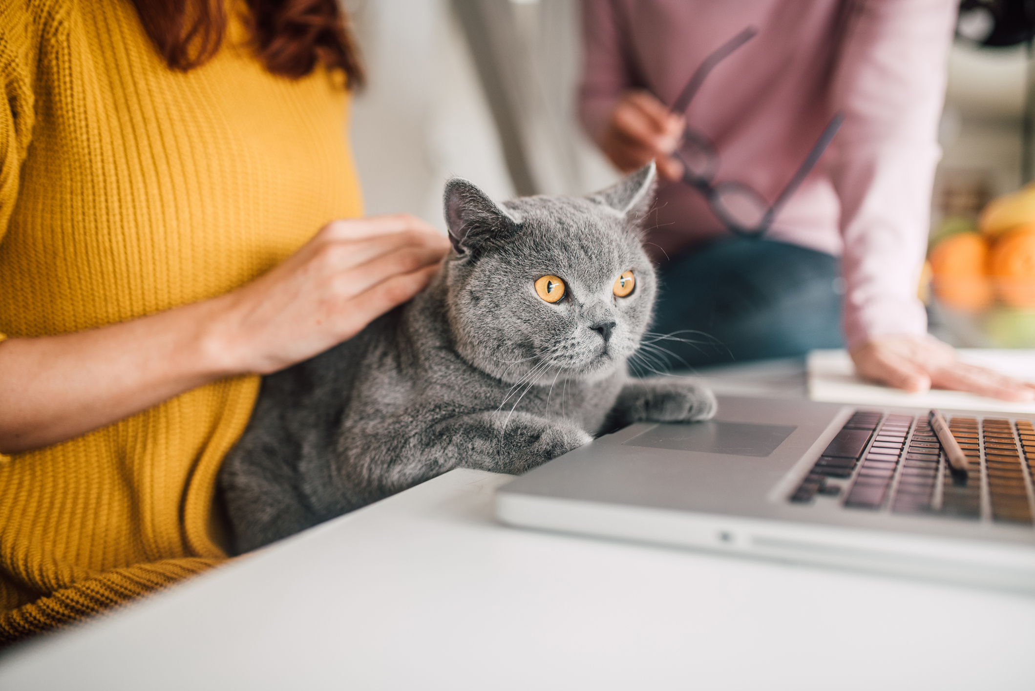 Work from home hack to make your cat think it can distract you, is a must-watch