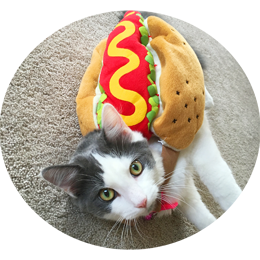 Cute Halloween costume for your cat.
