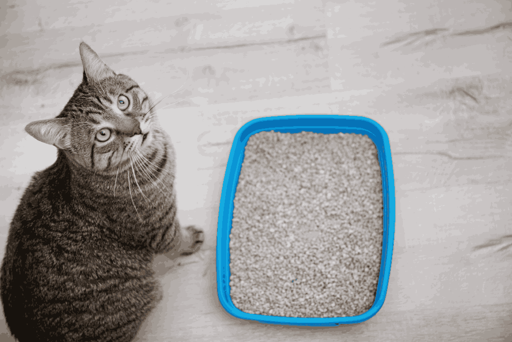 cat not using litter box all of a sudden