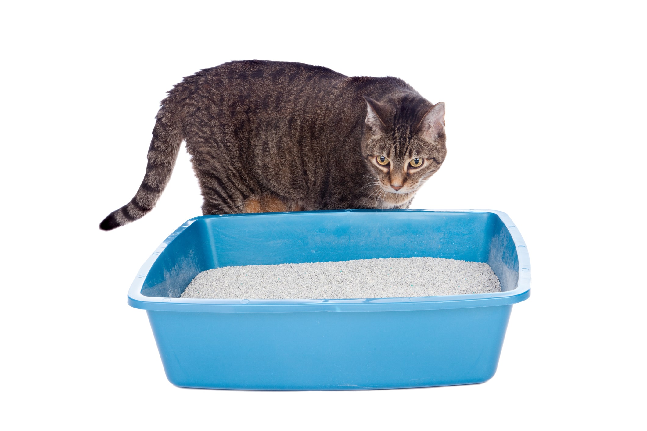 Litter Training Kittens: Easy Tips for Cat Potty Training