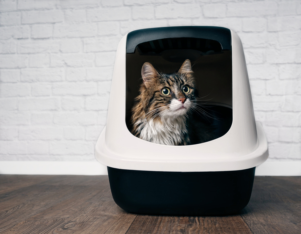 cat in smelly litter box