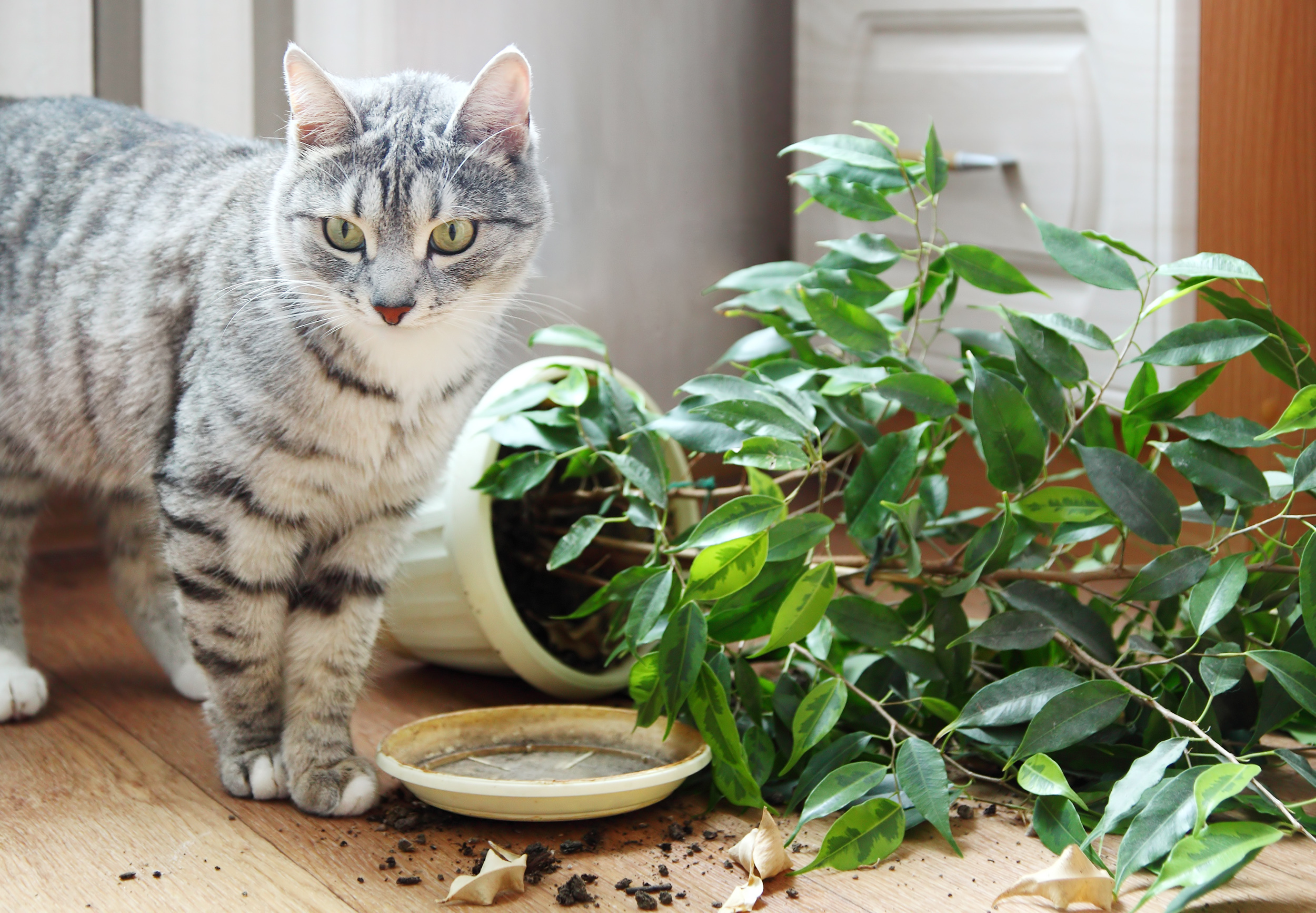 cat safety tips keeping kittens safe from toxic plants and broken pots