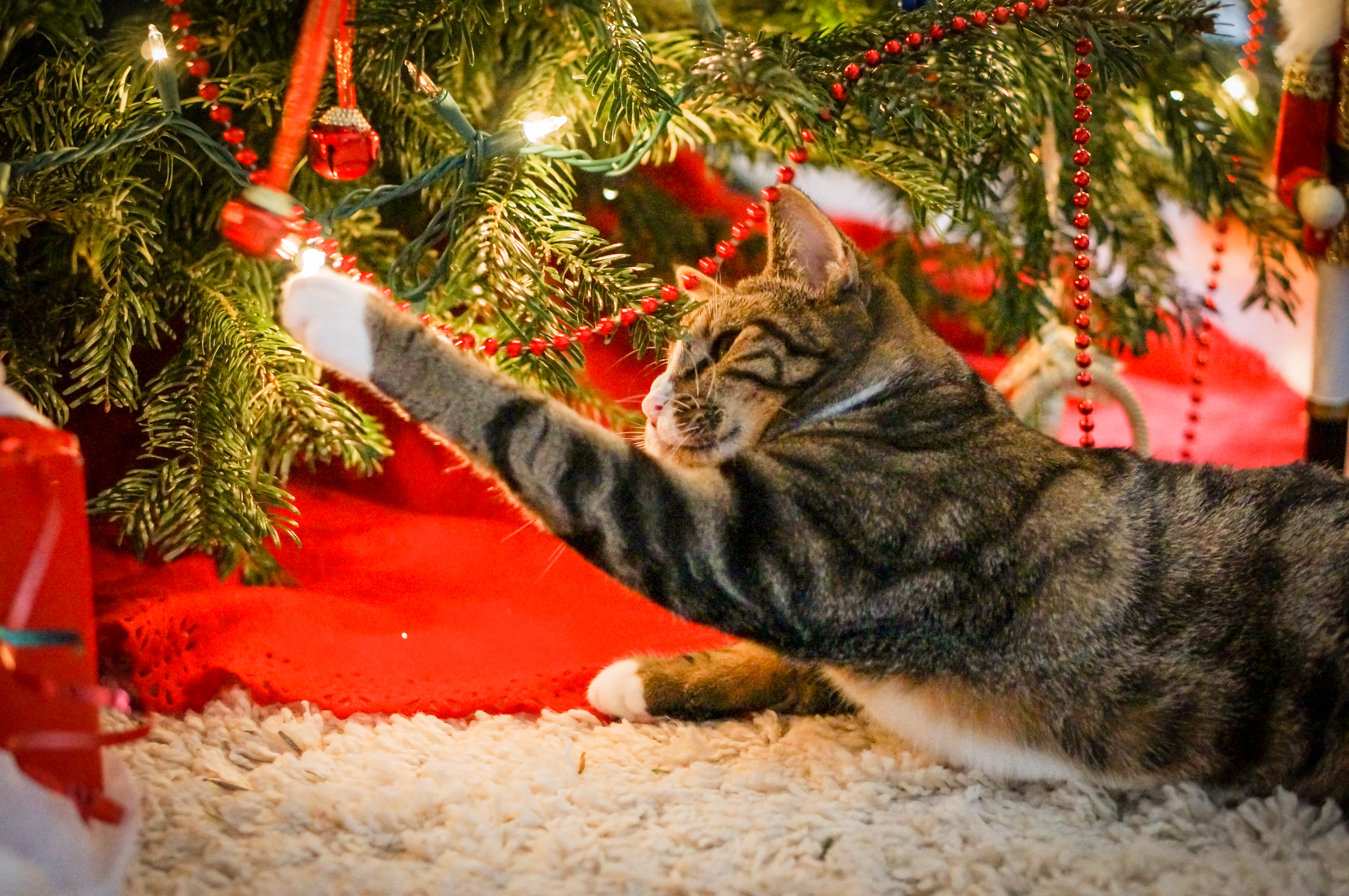 How to cat proof house to prevent cat or kitten from getting stuck in Christmas tree