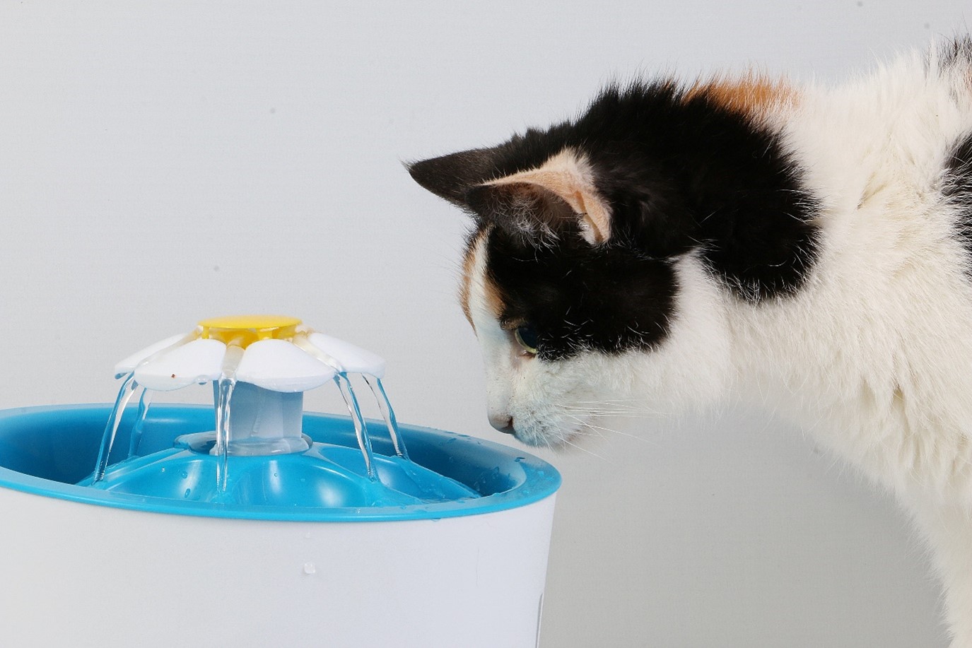 cat drinking fresh water from electric drinking fountain