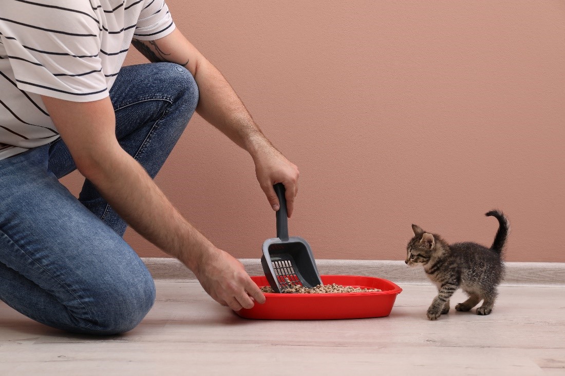 man cleaning litter box with kitten