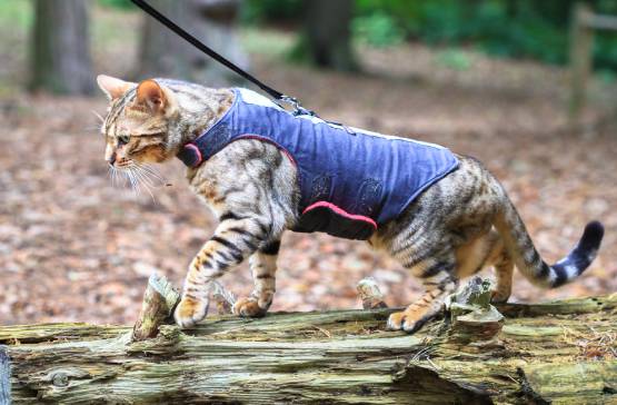 cat on leash going for a walk outside for the first time