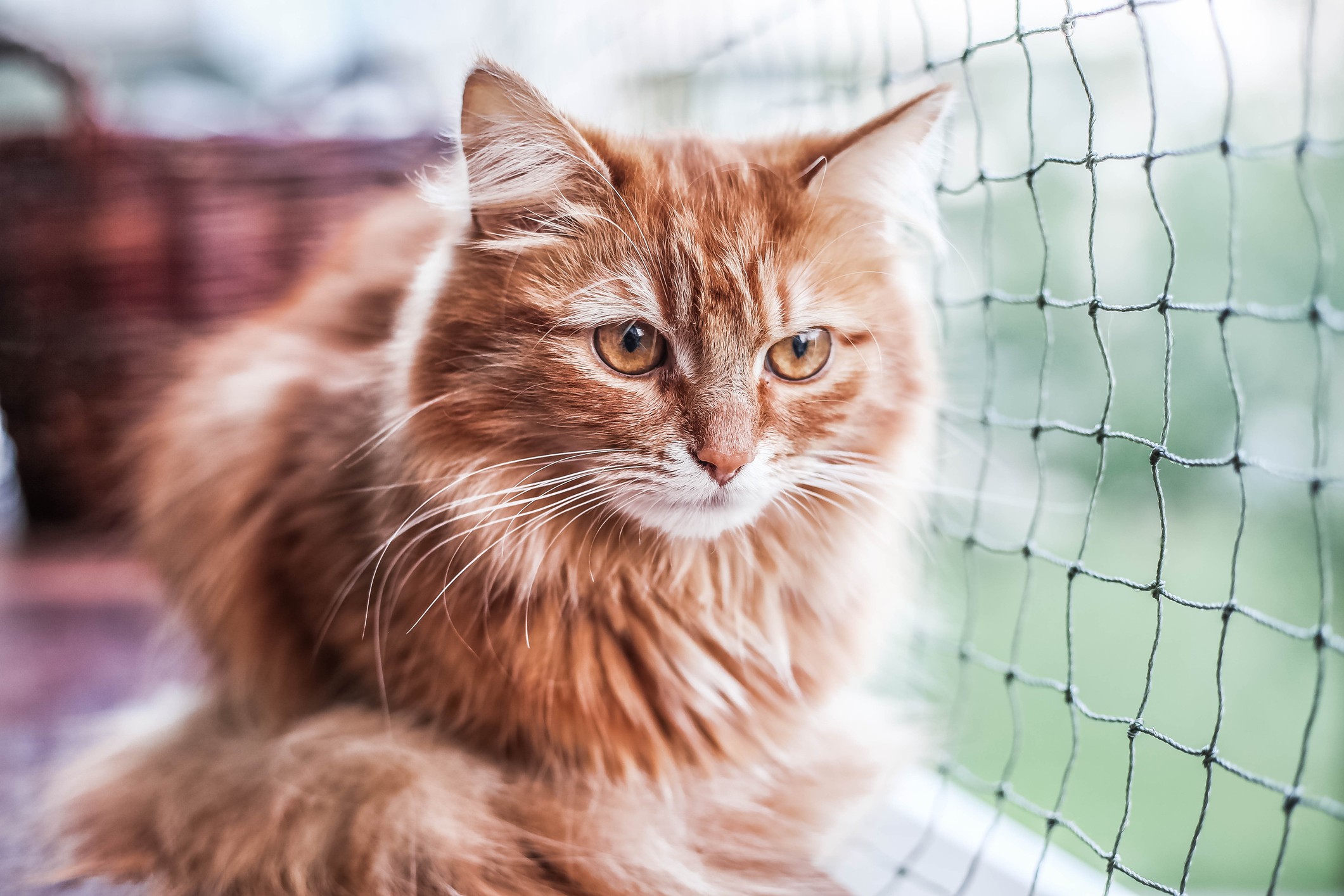 Cat laying in diy catio for cats.