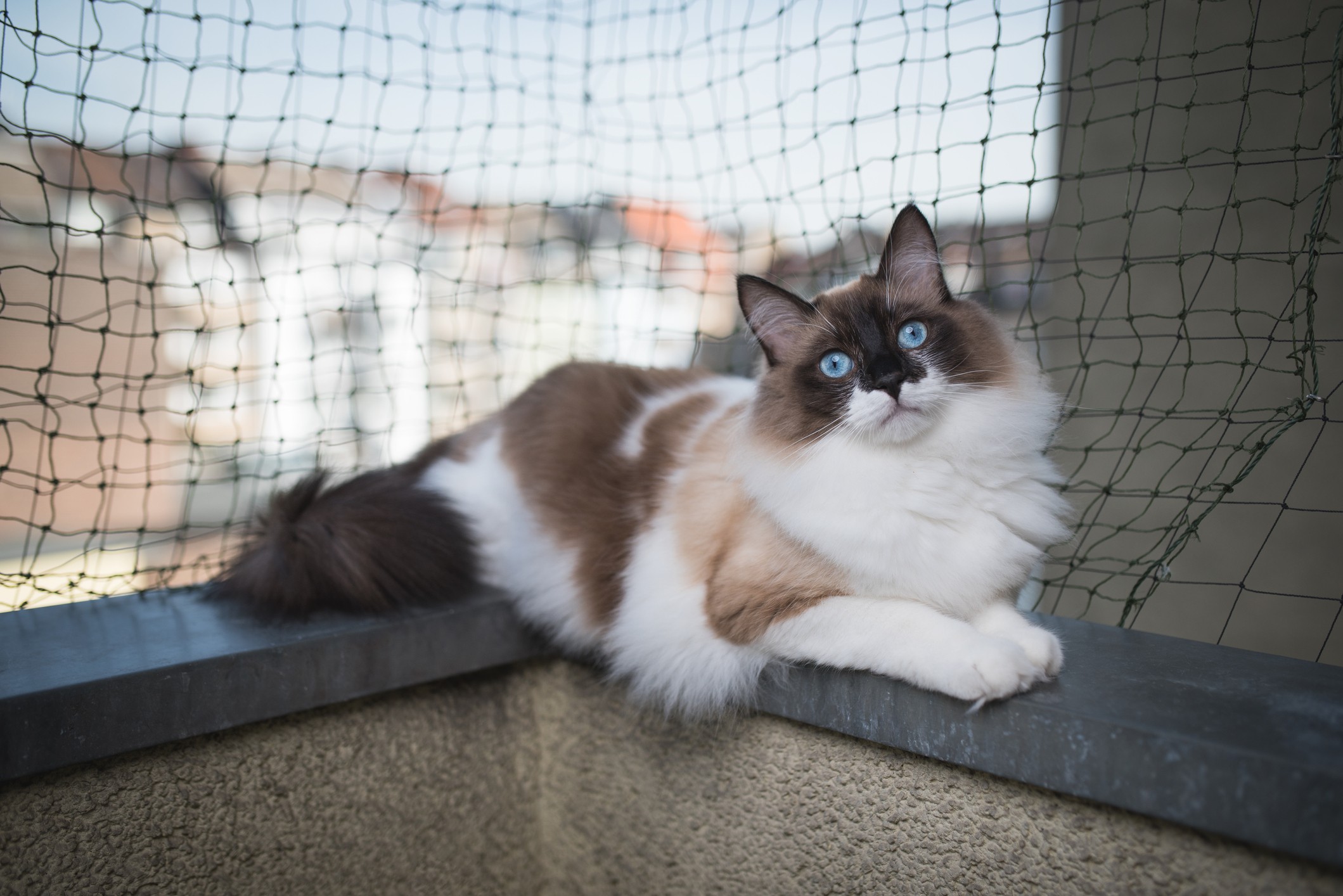 Cat laying on catio balcony enclosure