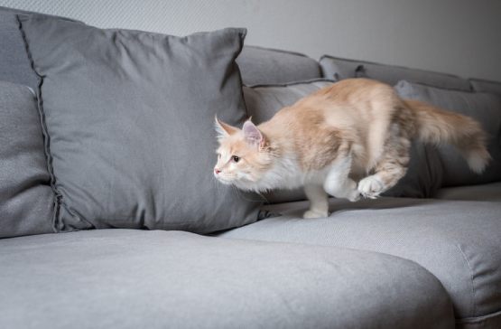 Cat zoomies on couch