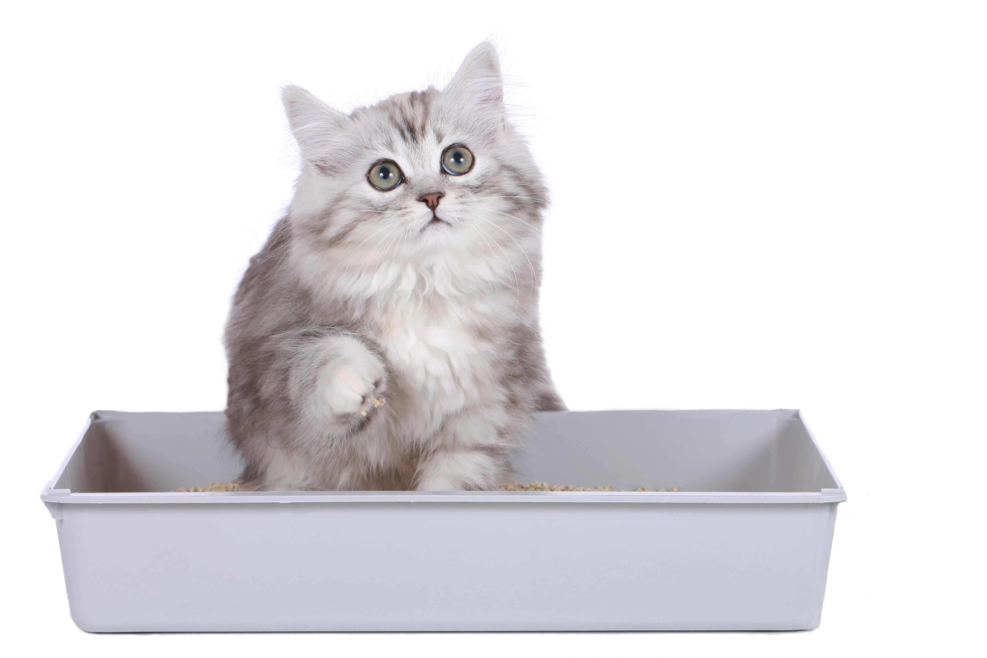 Cat in a litter box.