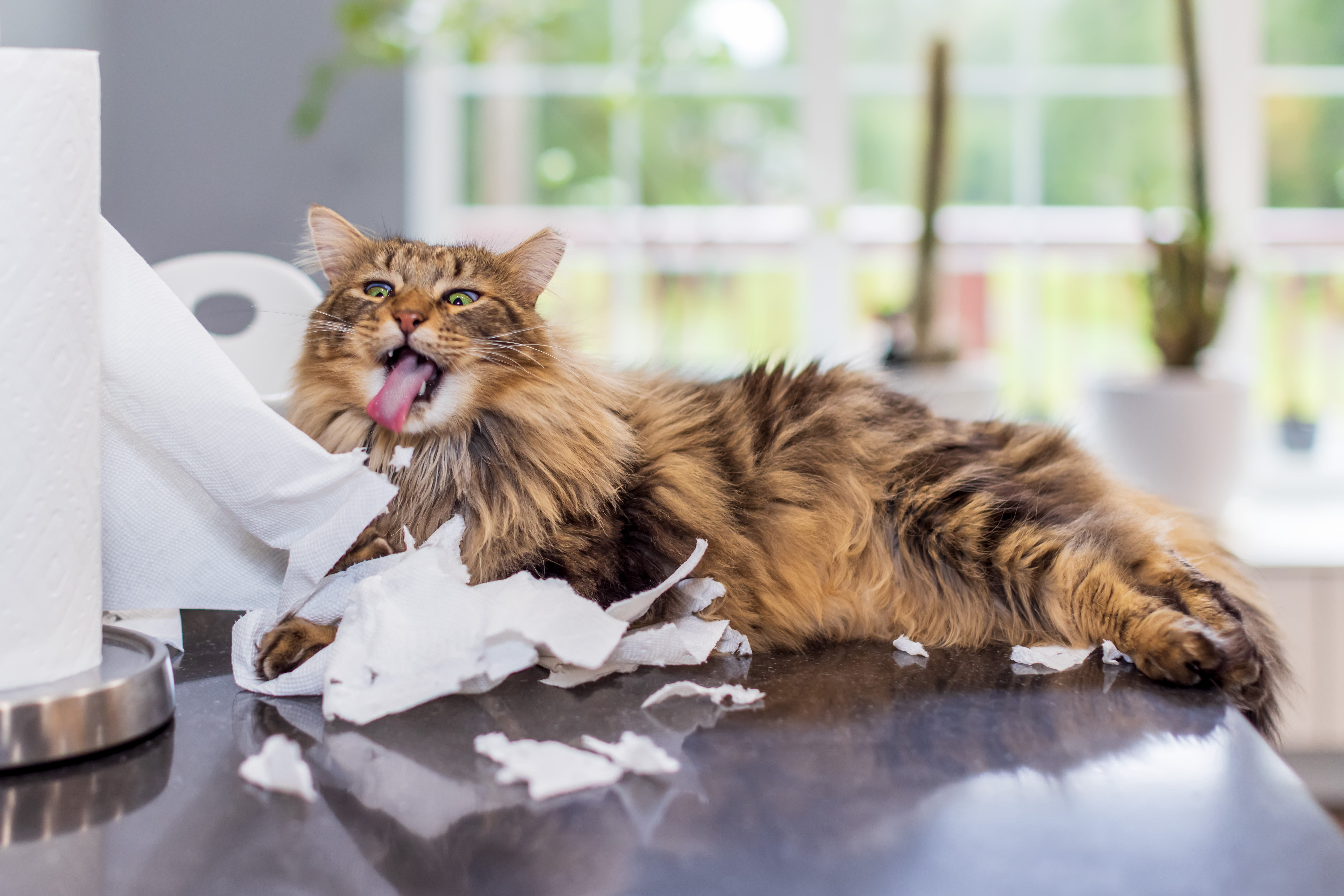 Understanding House Cat Behavior: Tips for a Perfect Connection  