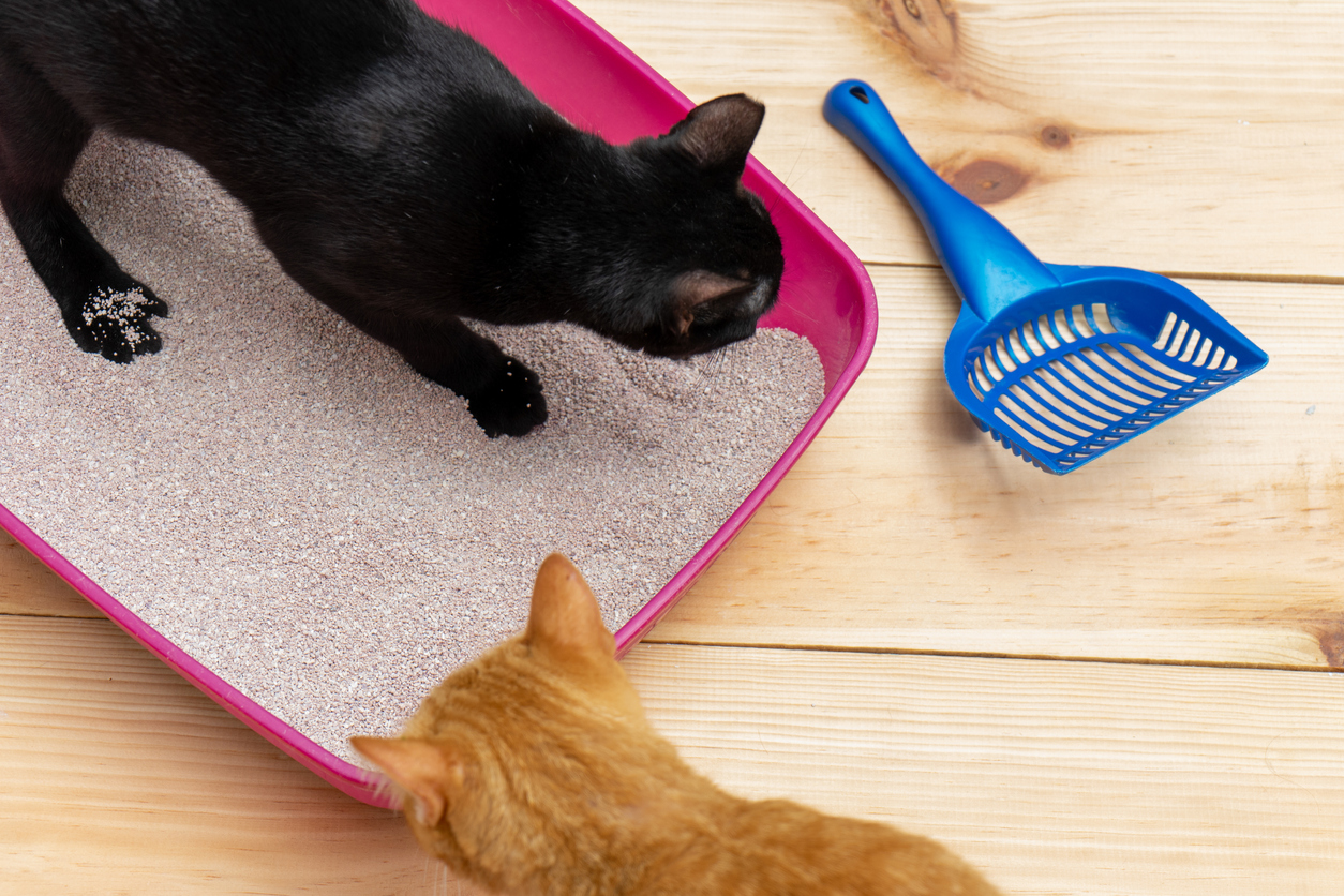 Lightweight Cat Litter vs. Regular Clumping Litter ARM & HAMMER™