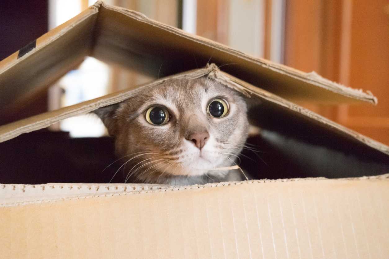 playful kitty in cardboard playhouse