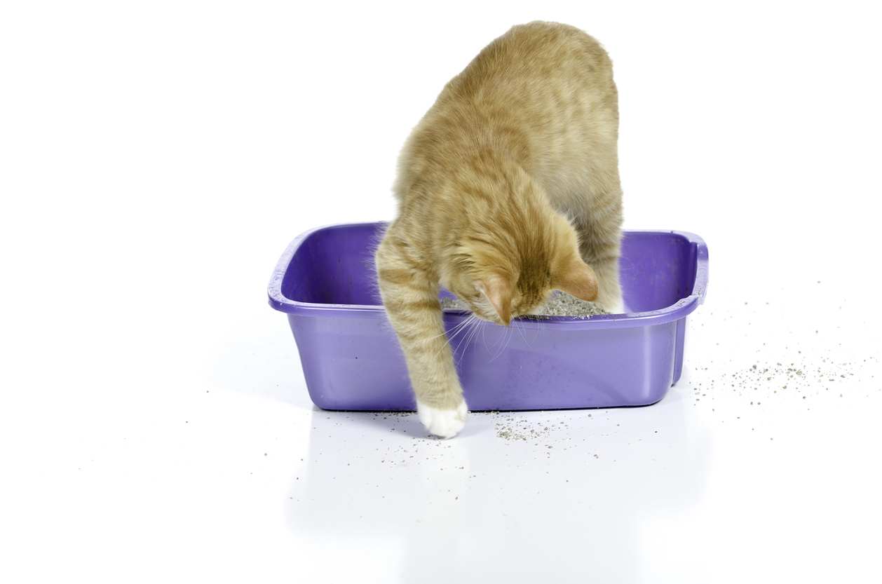 Minimize your cat's litter tracking with a litter box mat. - Modkat