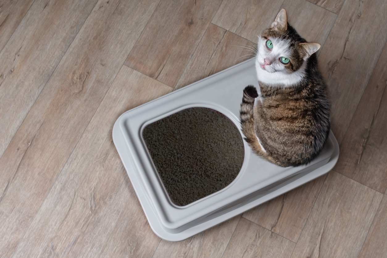 Cat litter box with cover