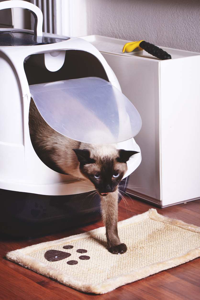 Hidden cat litter box