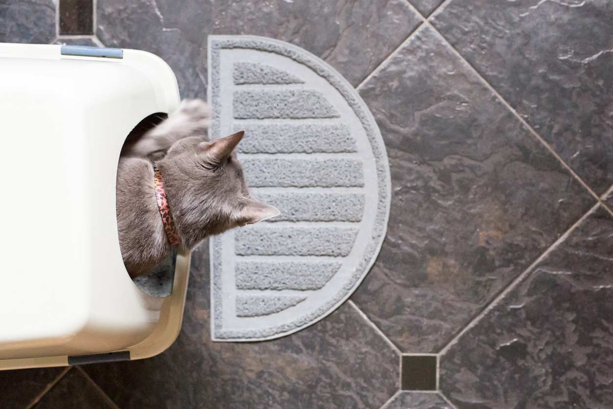 How to Keep Cat Litter from Tracking: 10 Steps (with Pictures)