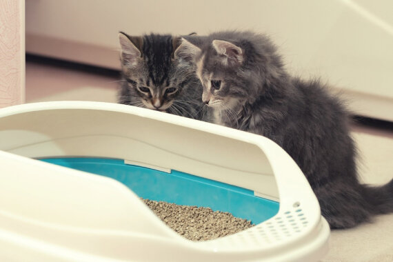 two kittens unsure about litter transition