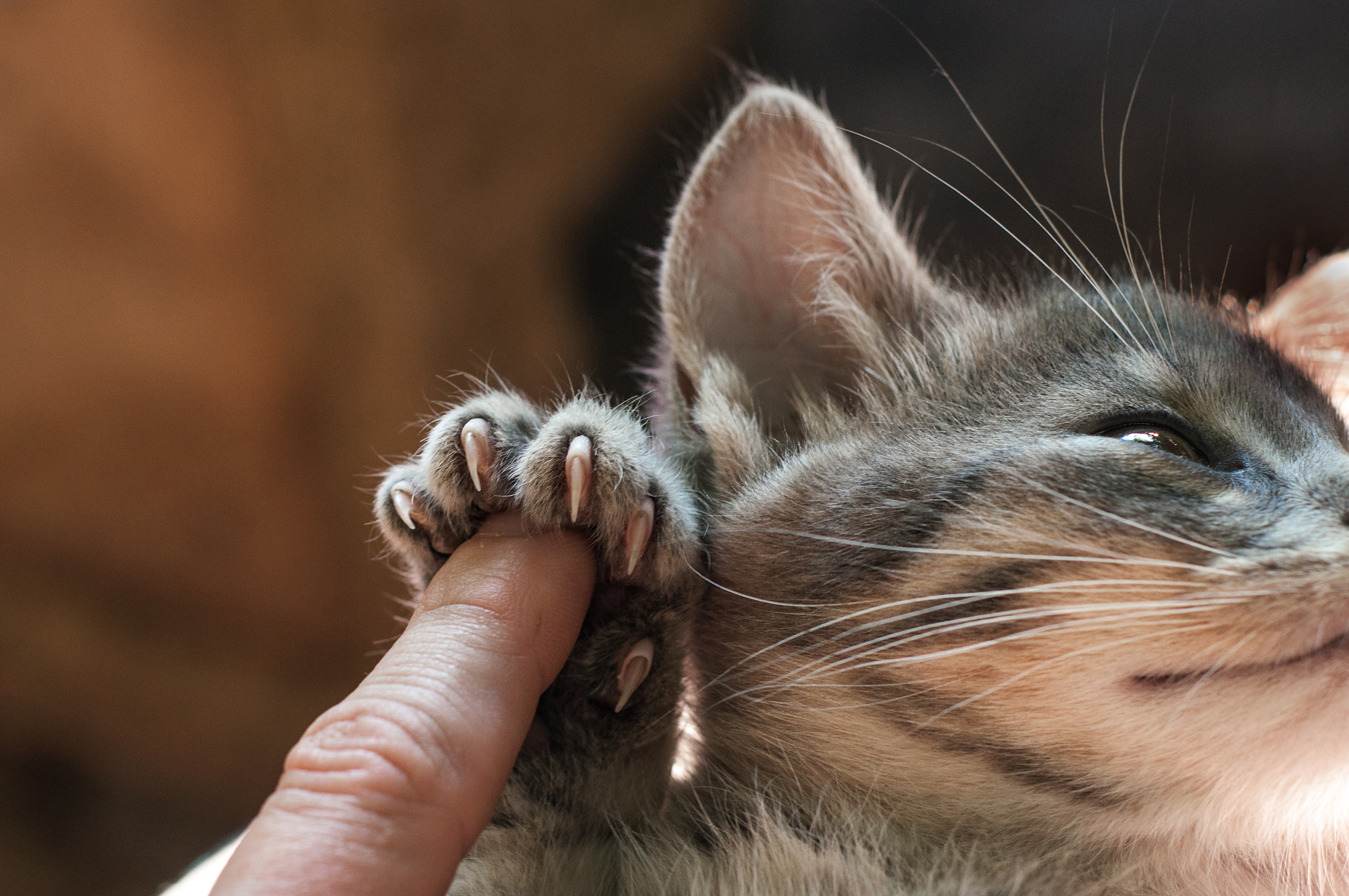 Woman and British Shorthair Cat / clipping claws, clipping nails Stock  Photo - Alamy