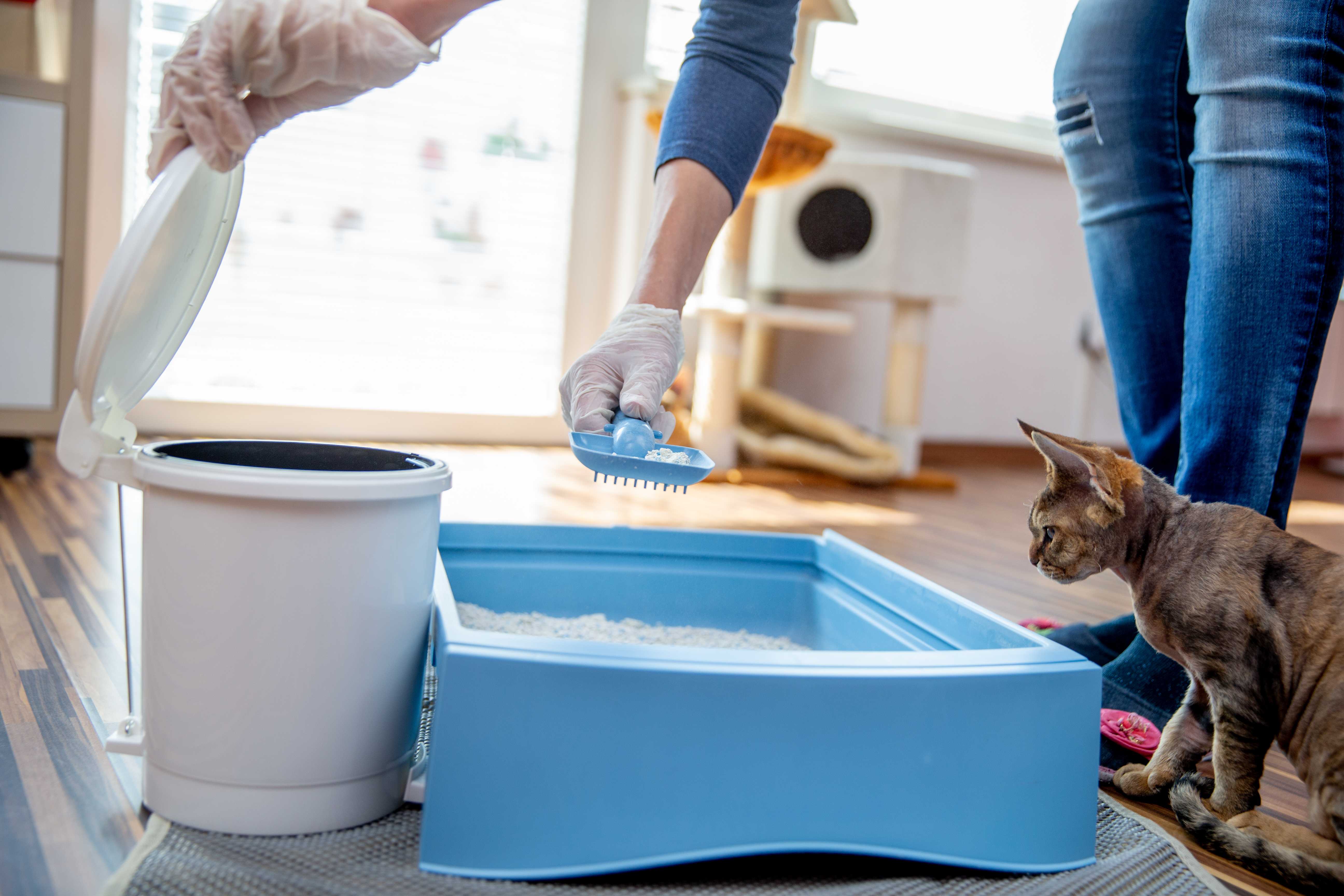 Cat owner cleaning up cat poop from litter box