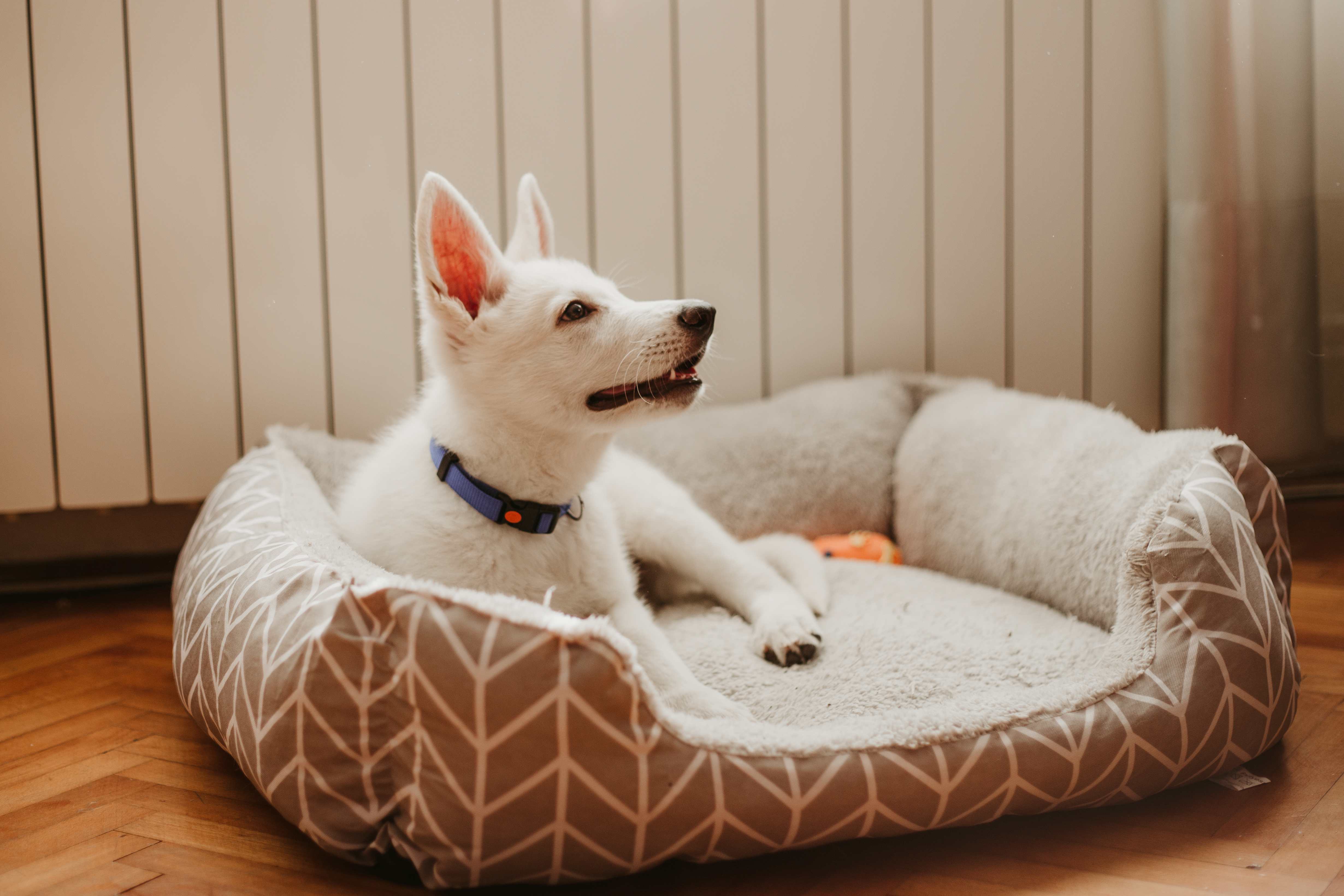 treat a dog bed washing instructions