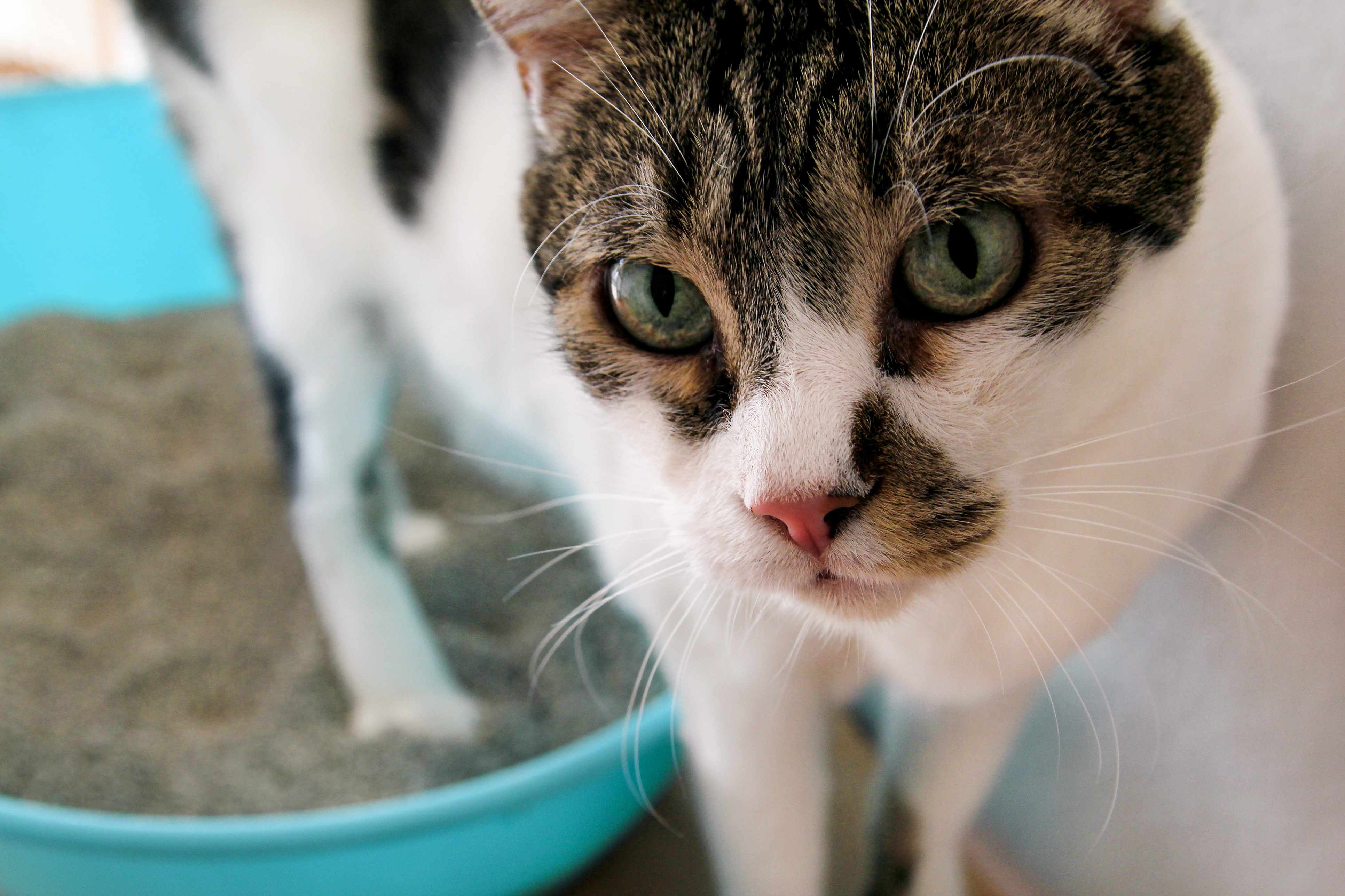 Cat walking out of litter box after using lightweight litter.