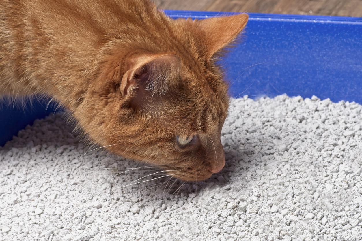 Unscented vs. Scented Cat Litter Which is Best for You ARM