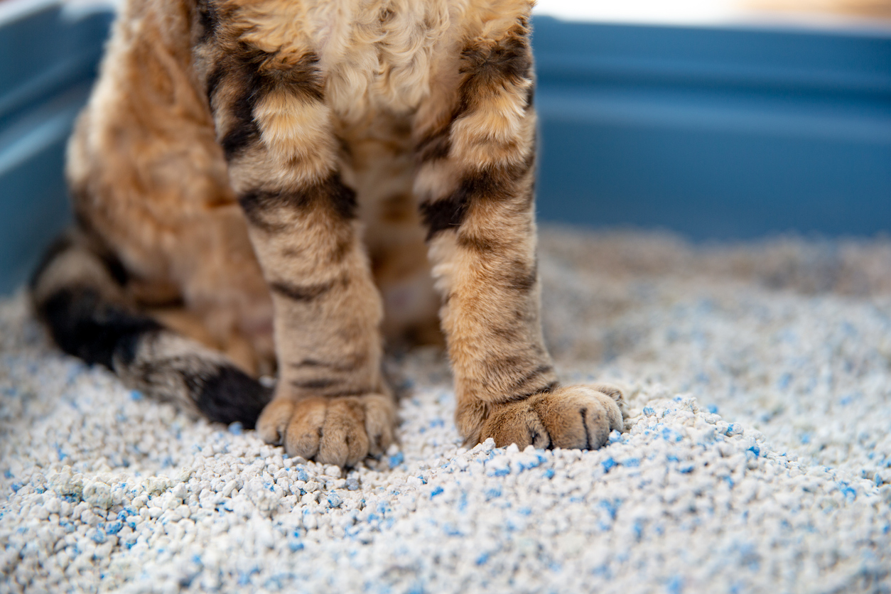 Scented vs. unscented cat litter.