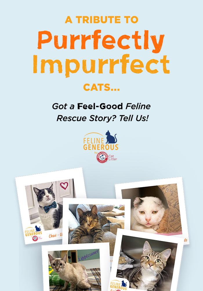 Feline Generous Stories banner