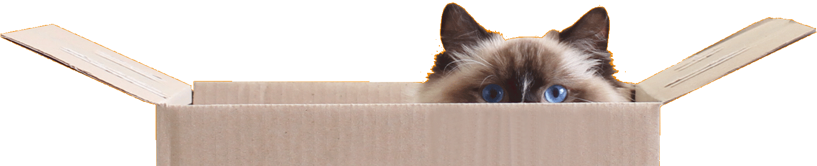 gato en una caja